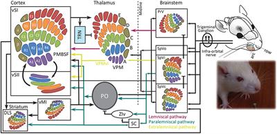 Whisker-Mediated Touch System in Rodents: From Neuron to Behavior